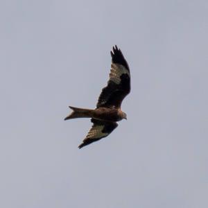 Red Kite
