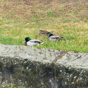 Mallard