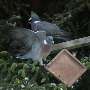 Ringeltaube