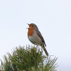 European Robin