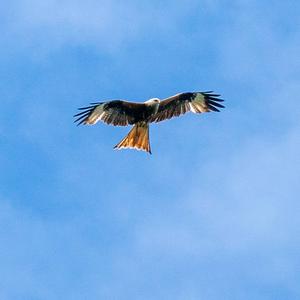 Red Kite