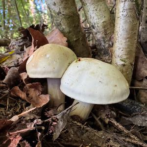 St George`s Mushroom