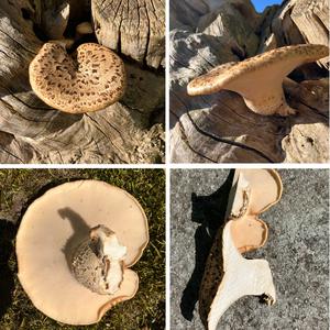 Dryad`s Saddle