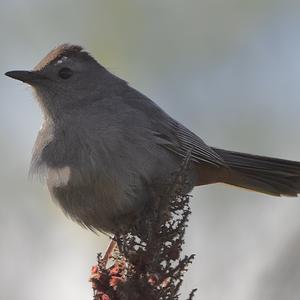 Katzenvogel