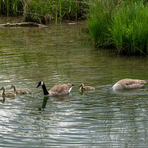Canada Goose