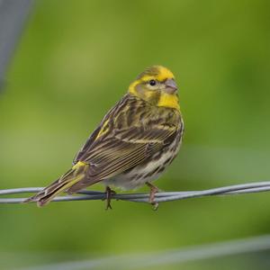 European Serin