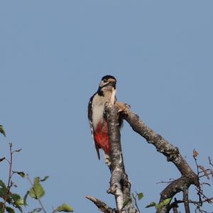 Great Spotted Woodpecker