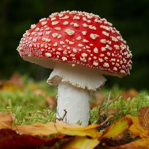 Unknown Species