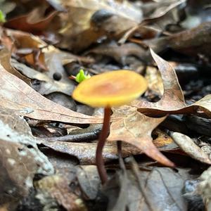 Unknown Species