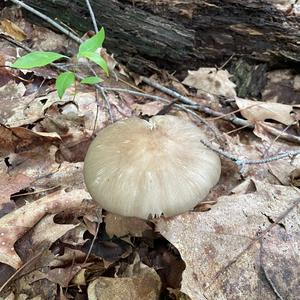 Fawn Mushroom