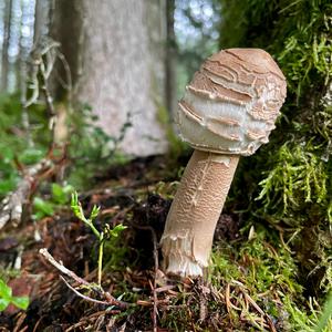 Unknown Species