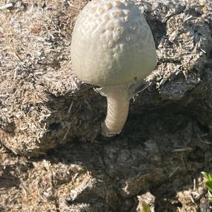 Unknown Species