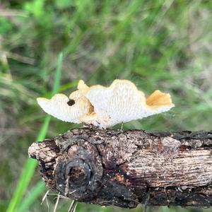 Unknown Species