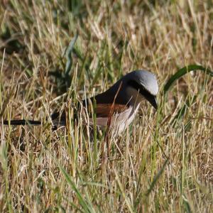 Red-backed Shrike