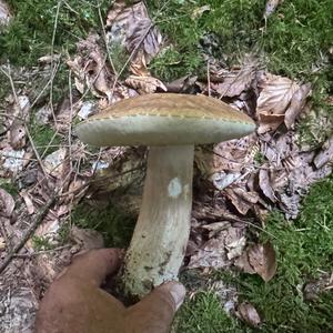 Summer Bolete