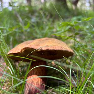 Unknown Species