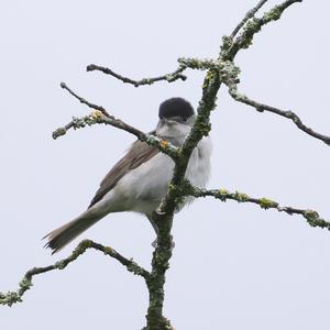 Blackcap