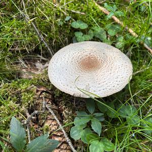 Unknown Species