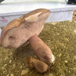 Unknown Species