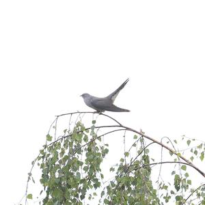Common Cuckoo