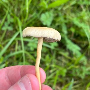 Spring Agrocybe