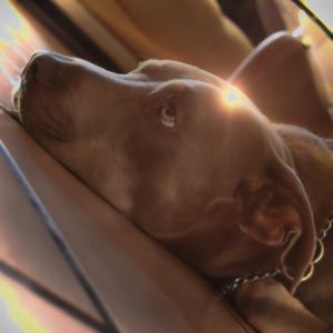 Weimaraner