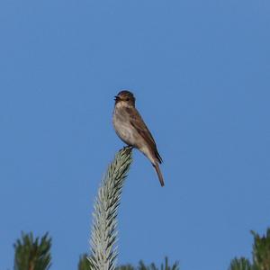 Grauschnäpper