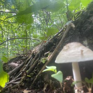 Unknown Species