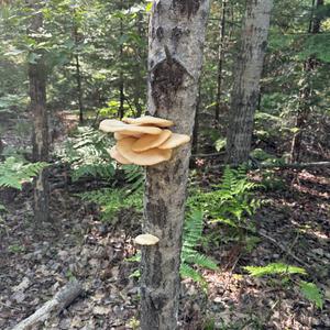 Unknown Species