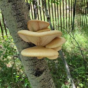 Oyster Mushroom
