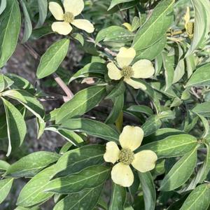 Unknown Species
