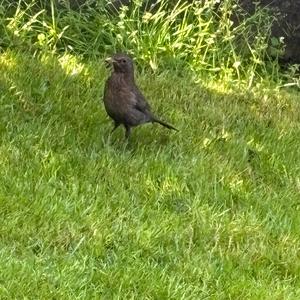 Amsel