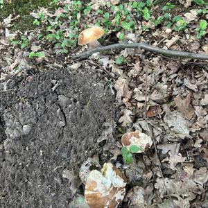 Sommer-Steinpilz