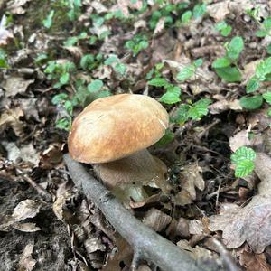 Sommer-Steinpilz