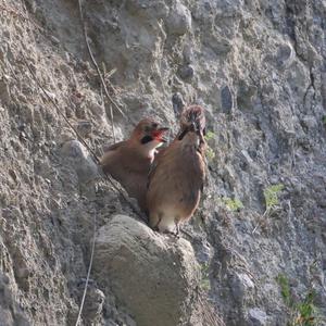 Eurasian Jay