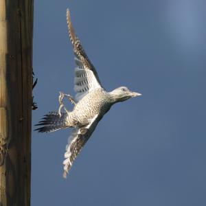 Eurasian Green Woodpecker
