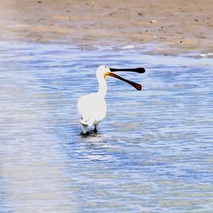 Eurasian Spoonbill