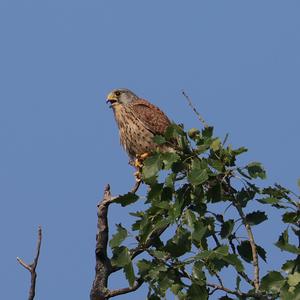Common Kestrel