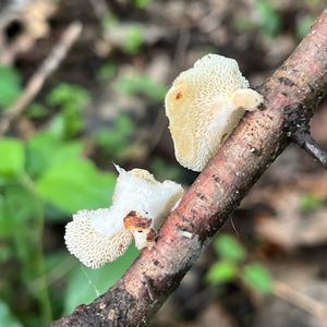 Unknown Species