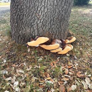 Beefsteak Polypore