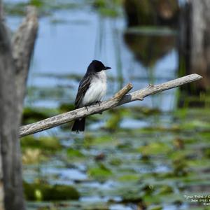 Eastern Kingbird