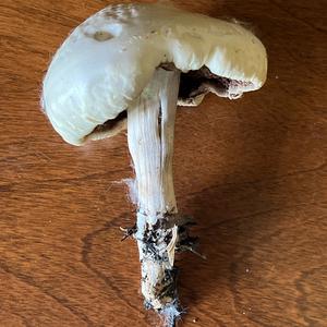 Spring Agrocybe