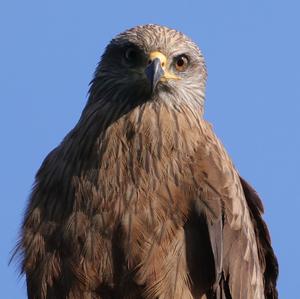 Black Kite
