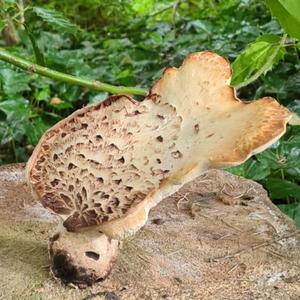 Unknown Species