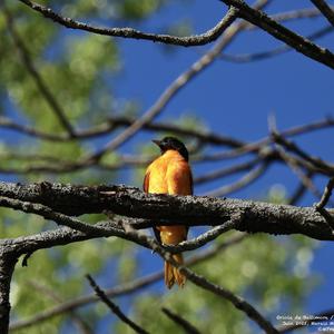 Baltimore Oriole