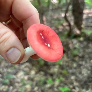 Unknown Species