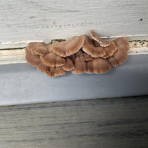 Unknown Species