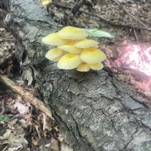Unknown Species