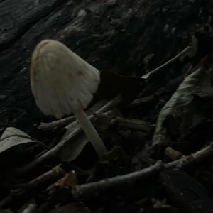 Mica Cap