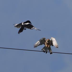 Common Kestrel